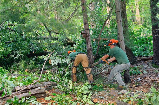  Fitchburg, WI Tree Service Pros